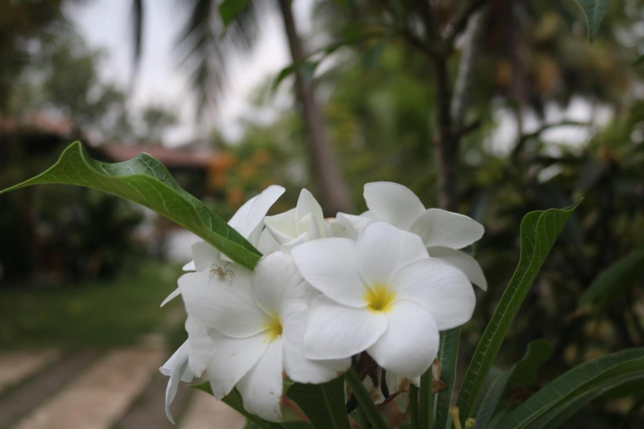 הוילה טנגלה Coconut Island מראה חיצוני תמונה